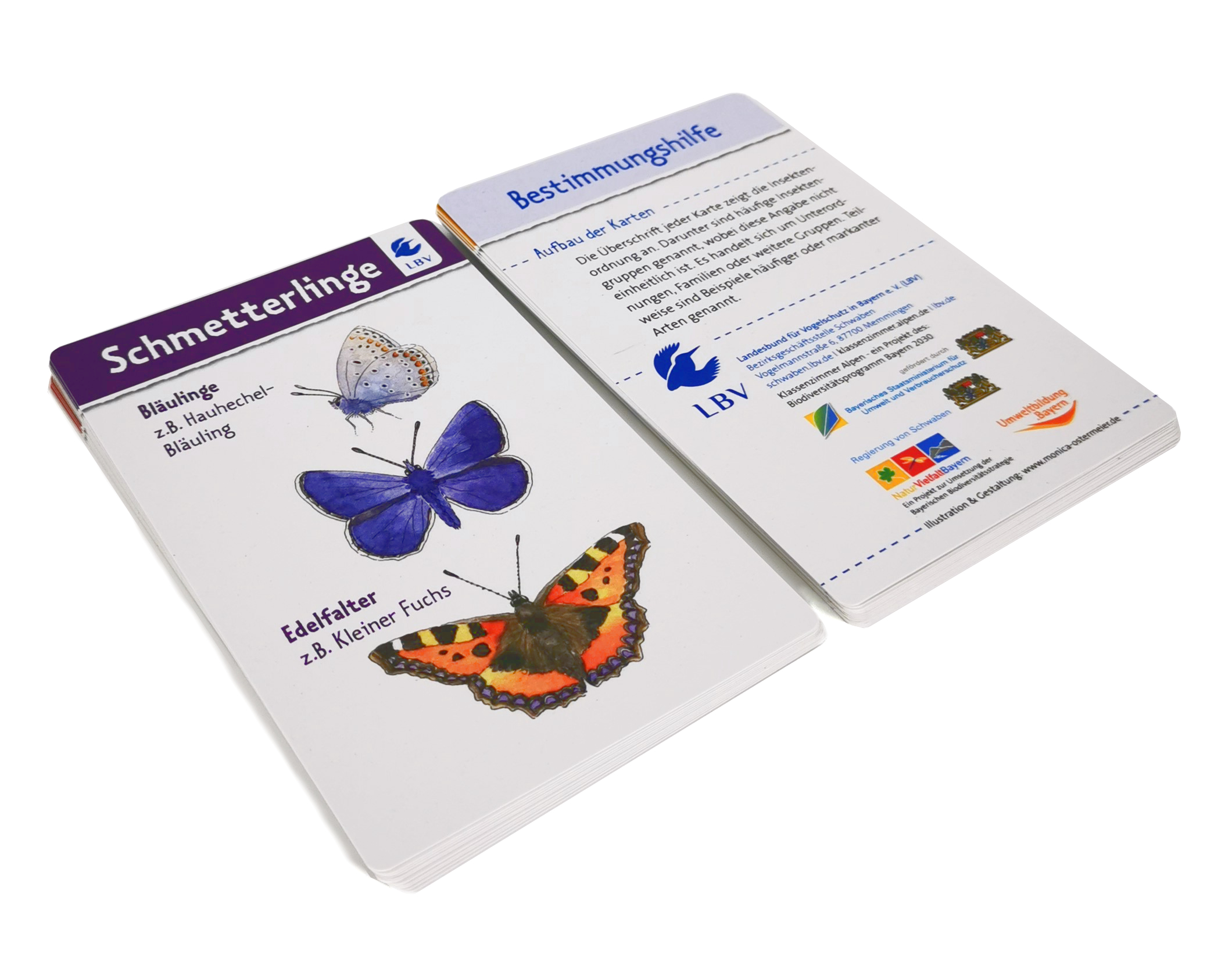 Karten-Set "Insekten auf der Wiese"