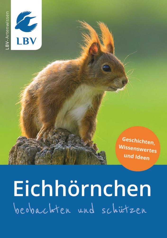 Eichhörnchen - beobachten und schützen