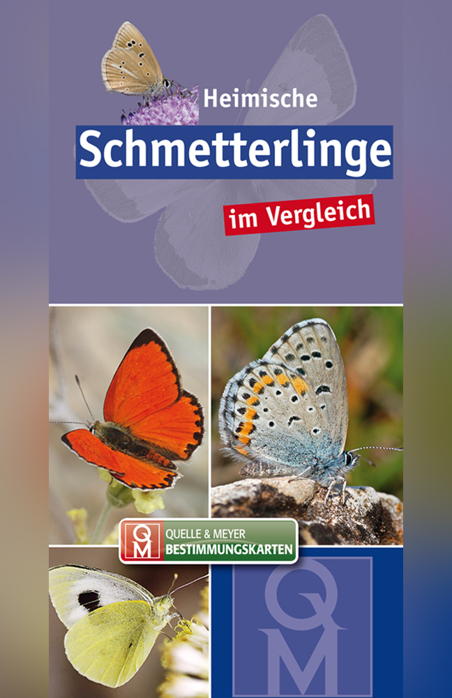 Heimische Schmetterlinge im Vergleich