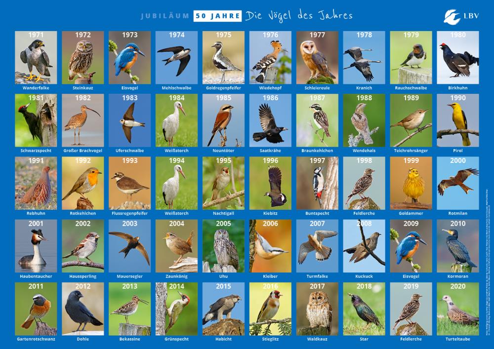 Poster "Die Vögel des Jahres" DIN A2