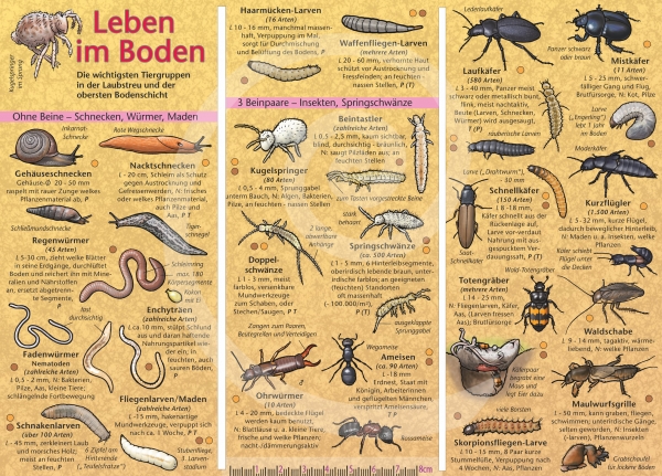 Leben im Boden