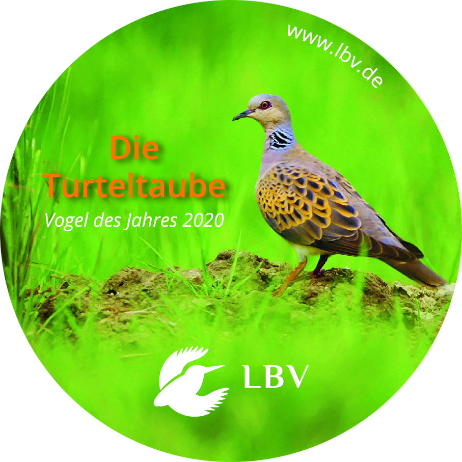 Turteltaube "Vogel des Jahres 2020"