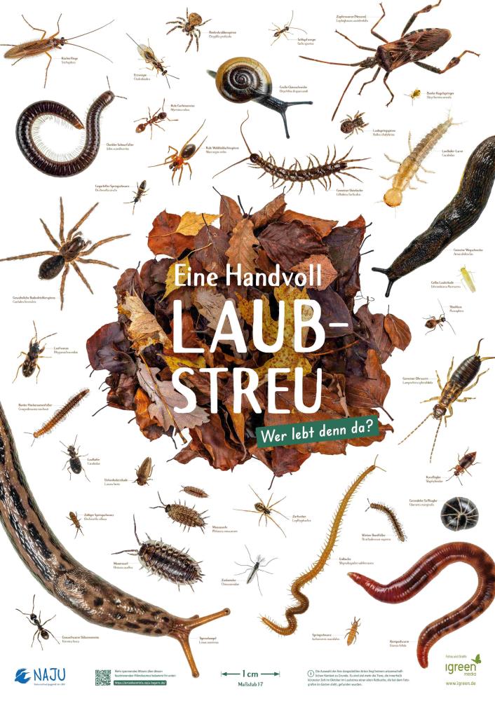 „Leben in der Laubstreu“ Plakat