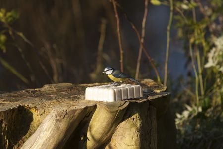 Energieblock mit Insekten
