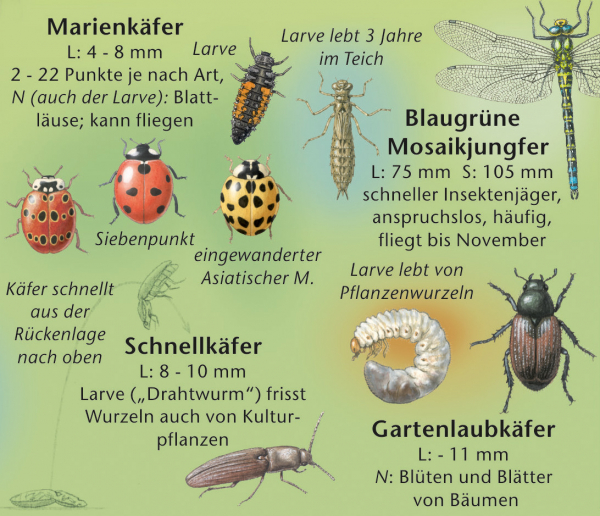 Tiere im Garten