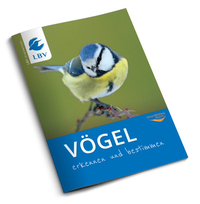 Vögel erkennen und bestimmen