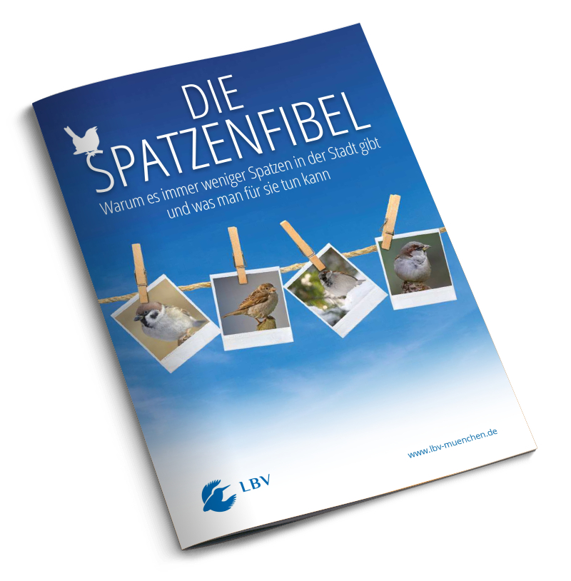 Die Spatzenfibel