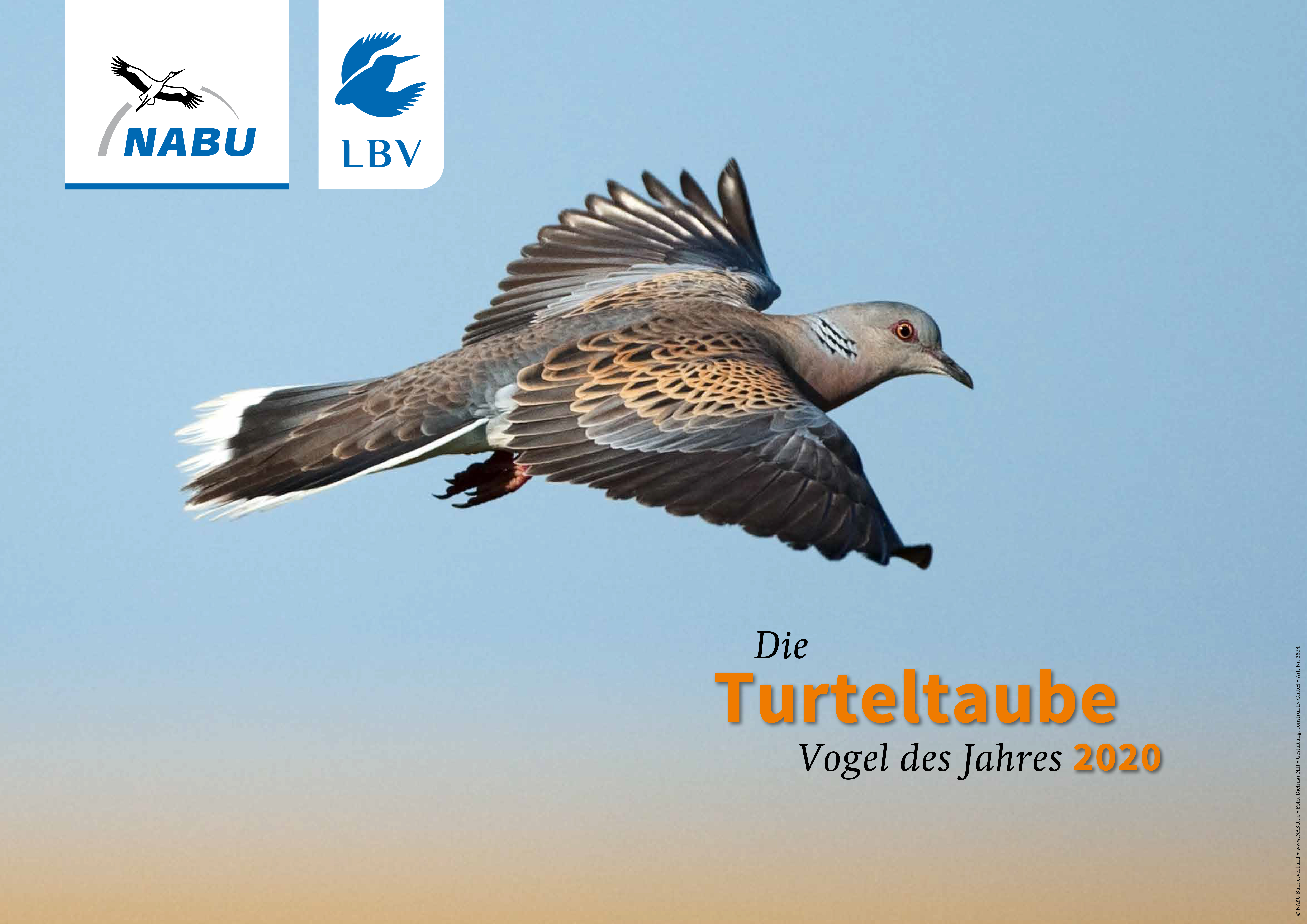 Poster "Turteltaube" DIN A2