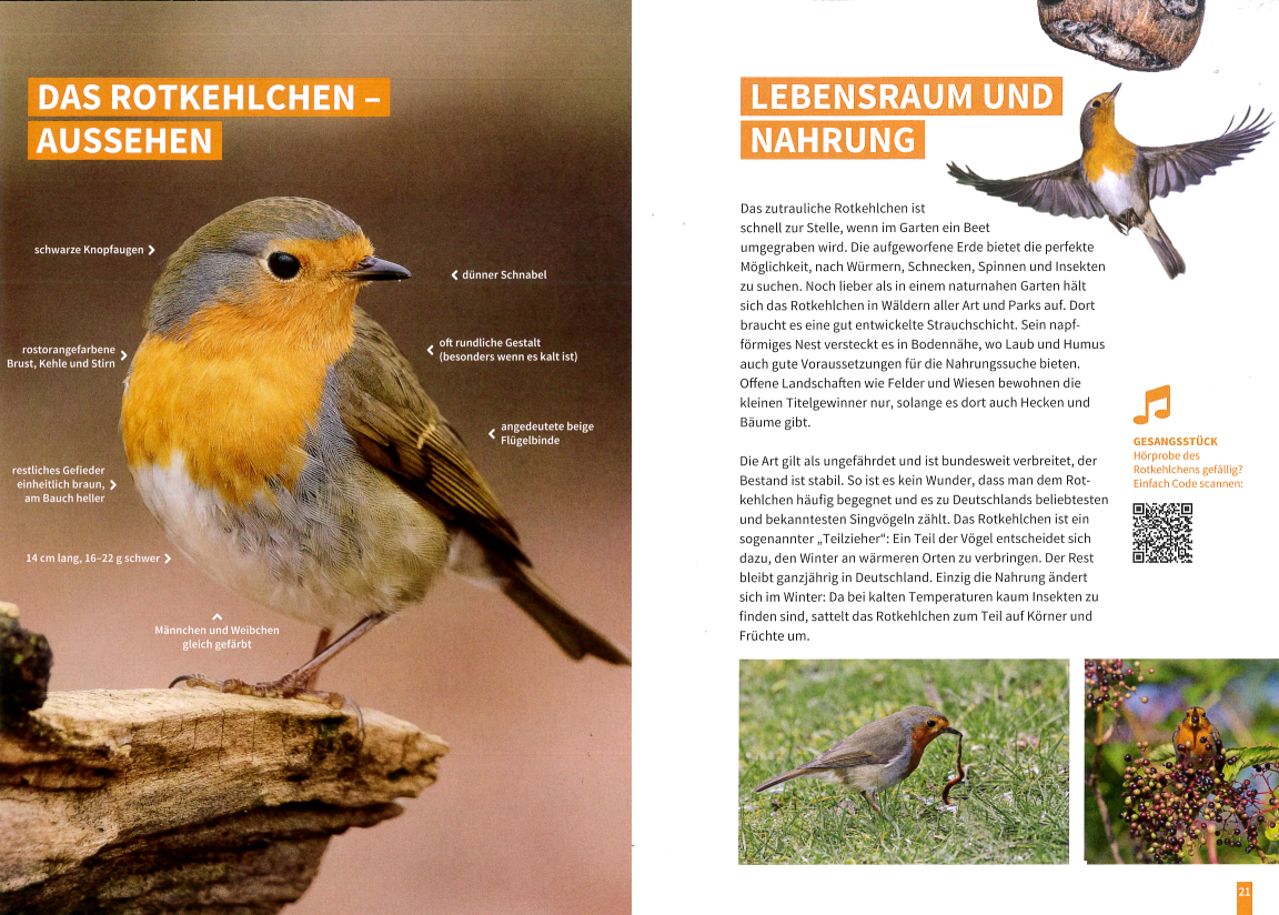 Das Rotkehlchen "Vogel des Jahres 2021"