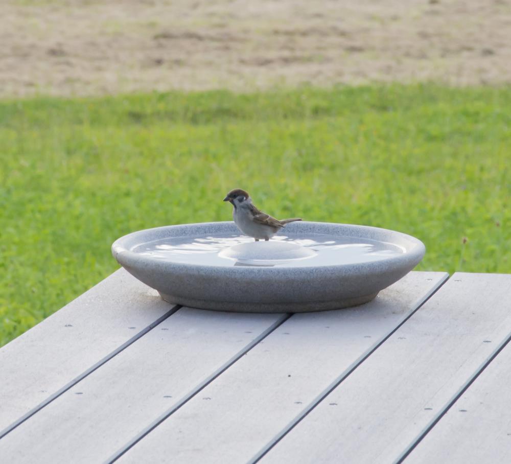 Vogeltränke Granicium®