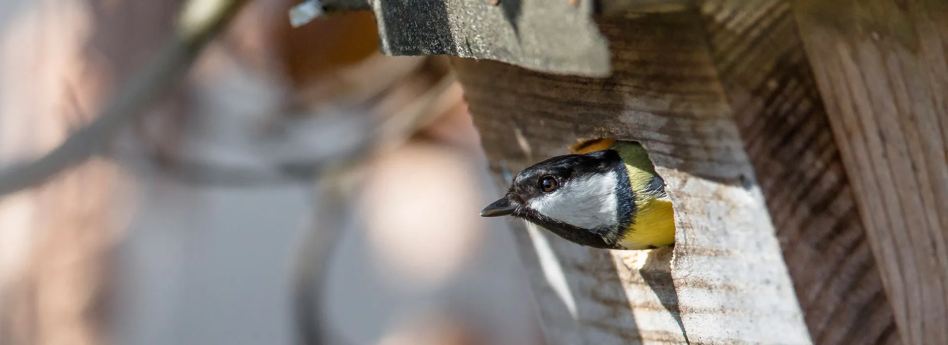 Kohlmeise---Sturm-Ralph_LBV-Bildarchiv-slider-991854e7