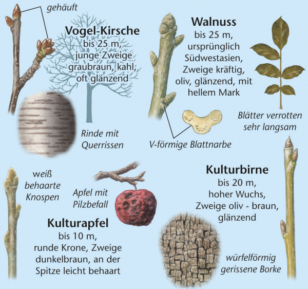 Bäume und Sträucher im Winter