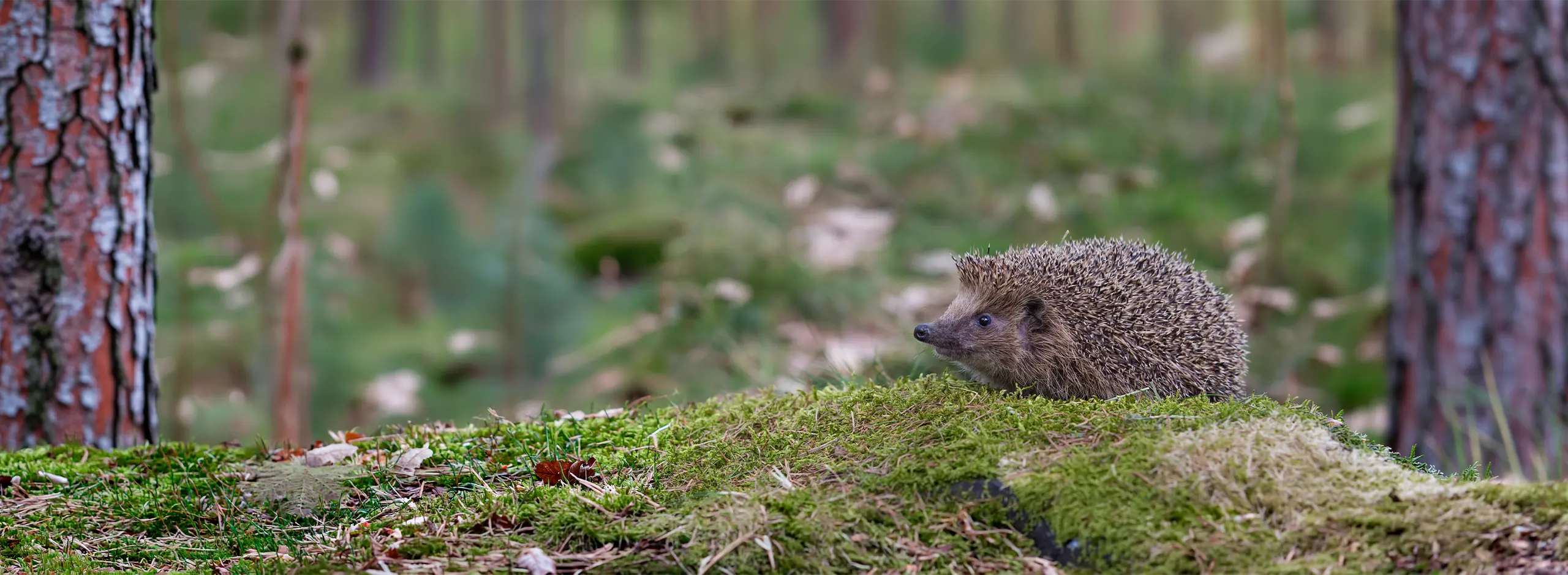 igel