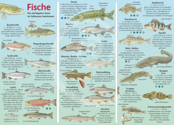 Fische im Süßwasser