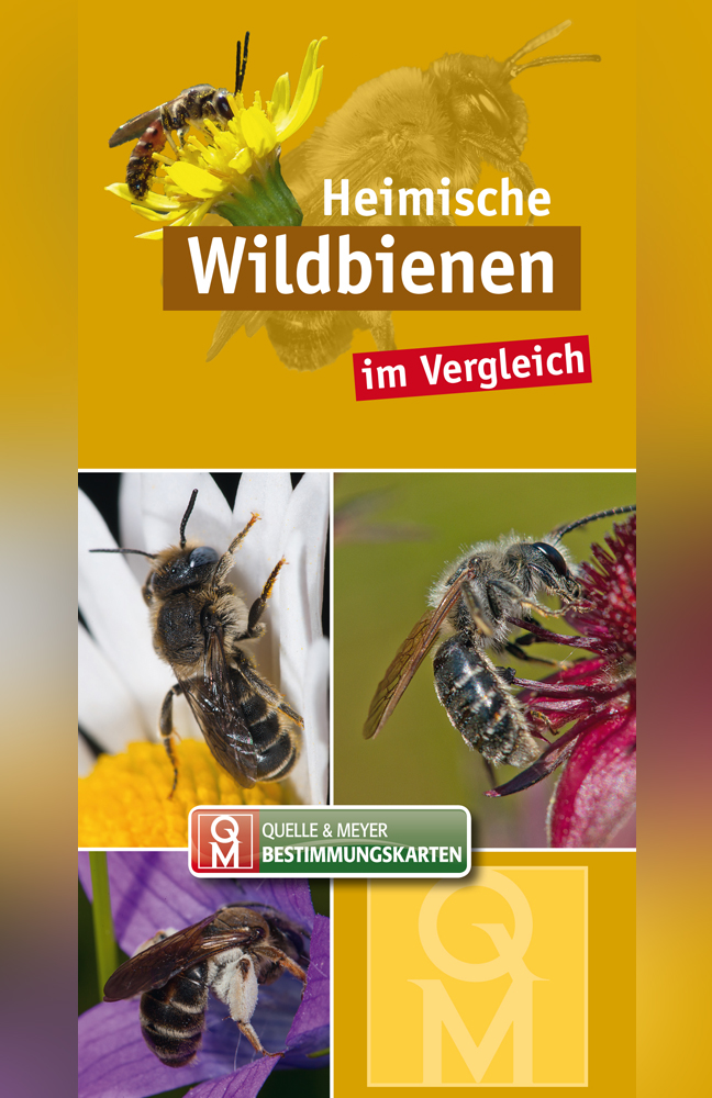 Heimische Wildbienen im Vergleich
