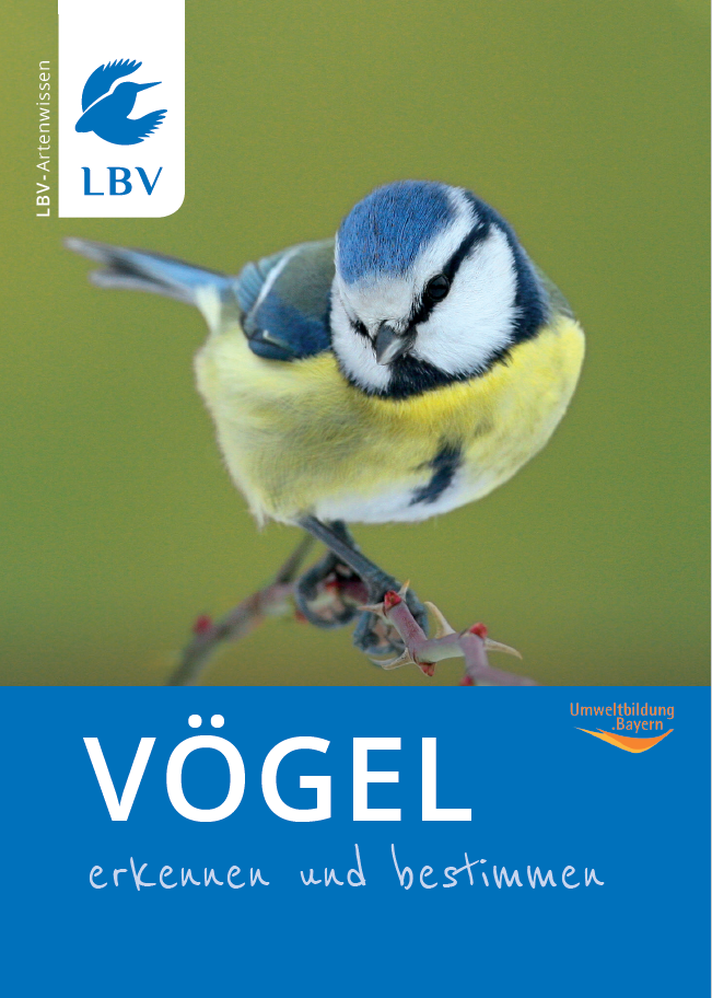 Vögel erkennen und bestimmen