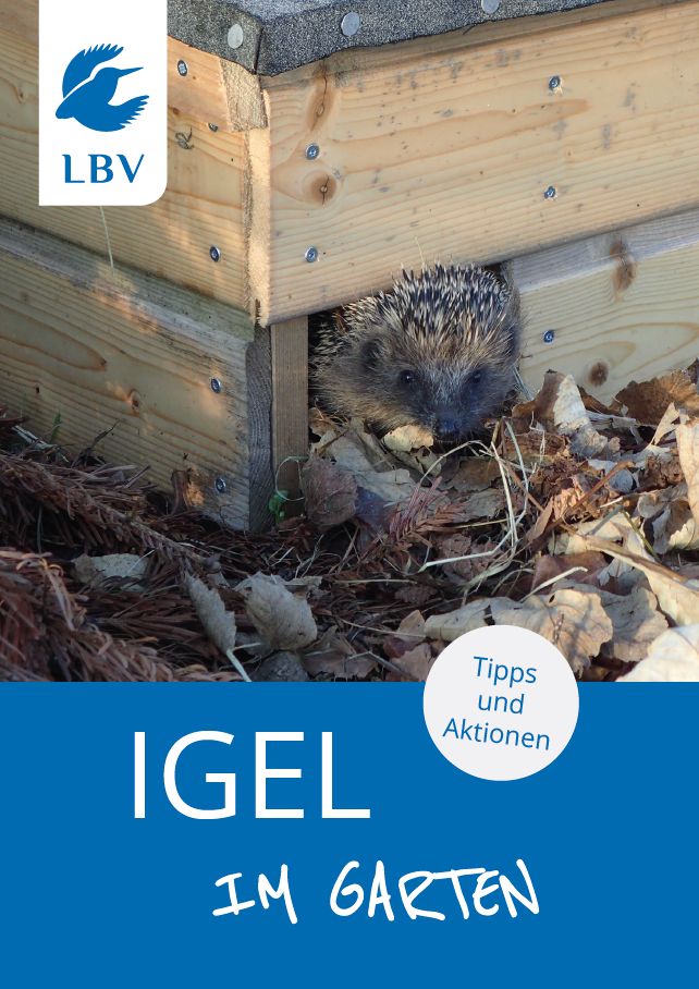 Igel im Garten