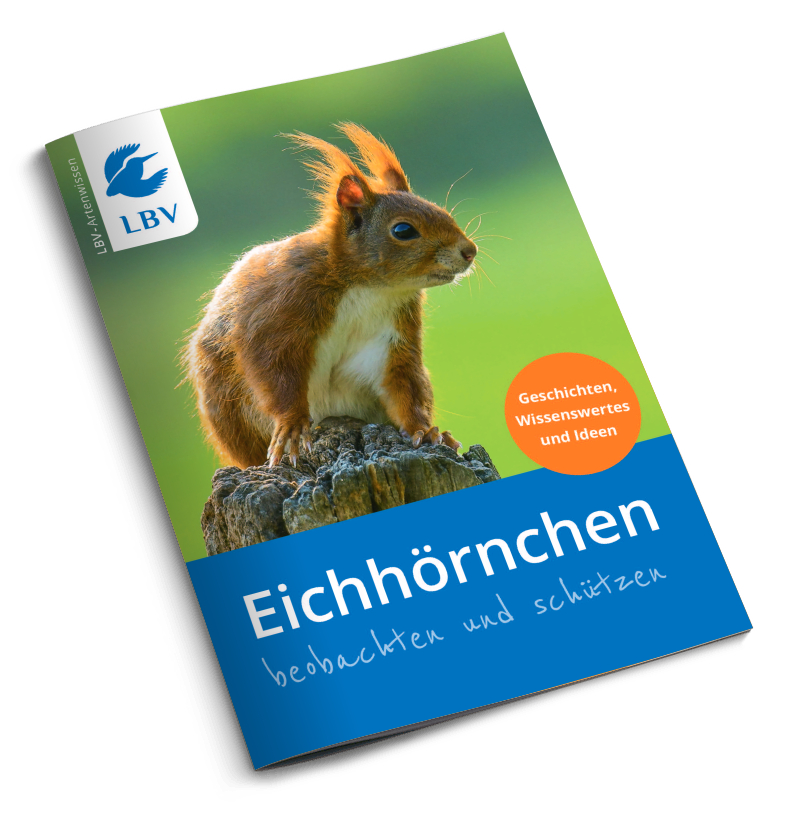 Eichhörnchen - beobachten und schützen