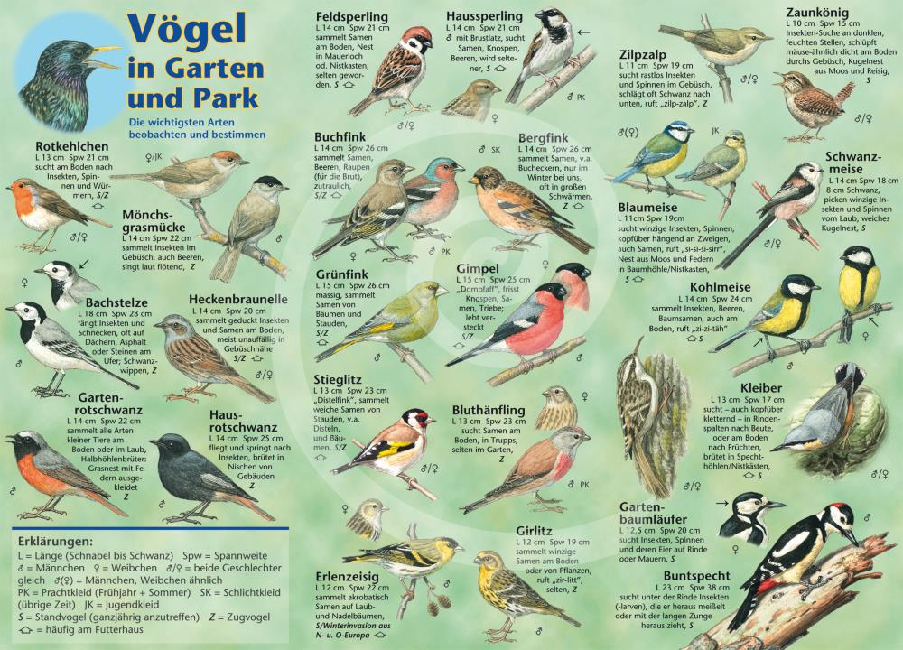 Vögel in Garten und Park
