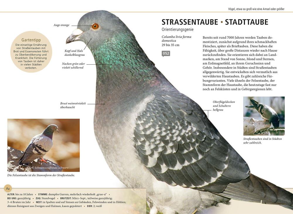 Gartenvögel lebensgroß
