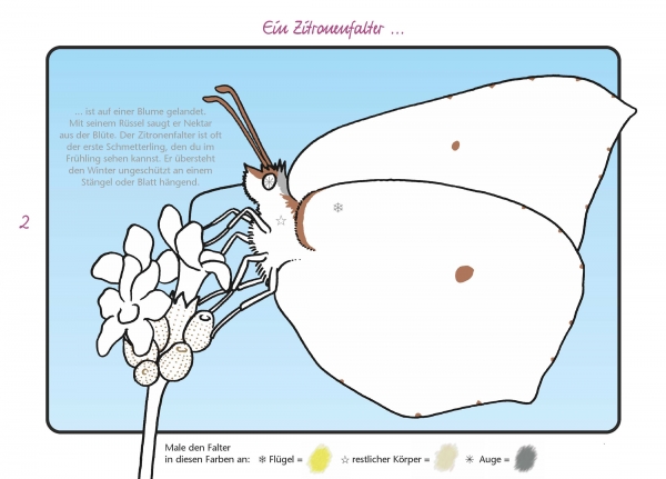 Malbuch Schmetterling