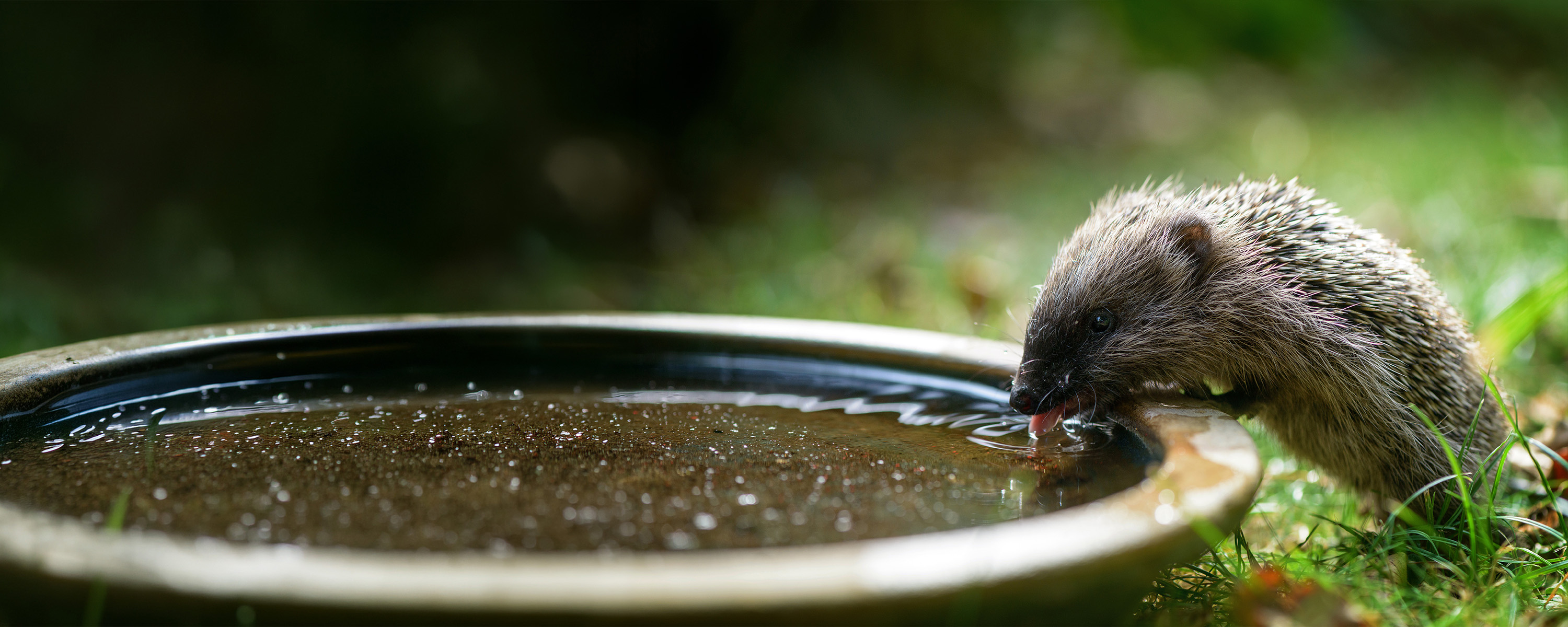 Slider2-Tiere-im-Garten